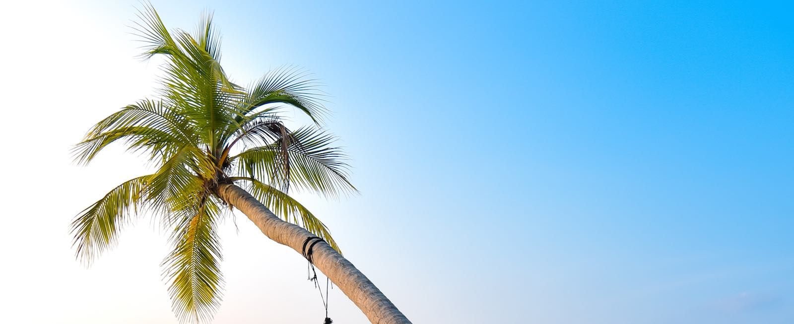 What are the Pros and Cons of Offshore Tax Havens