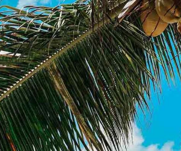 Panama Papers Defendants Acquitted: A Landmark Verdict